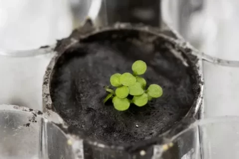 Cientista cultivam planta em solo lunar