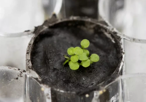 Cientista cultivam planta em solo lunar